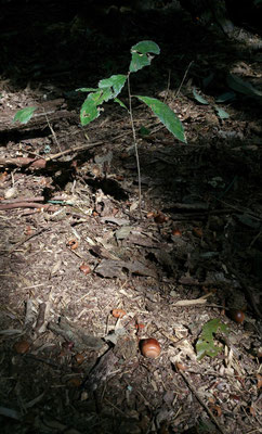 ～  どんぐり  ～ スポットライト あびて いつか、森になる...☆ (2015.11.6) (c) Yukie Arai