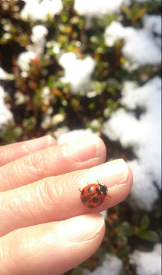 ～  故郷にて  ～     雪と七星  なんだか縁起いいっ...♪　(2020.1.7) (c) Yukie Arai