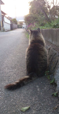 ～ 千日紅と猫背  ～　たそがれ時☆... 　(2020.10.19) (c) Yukie Arai