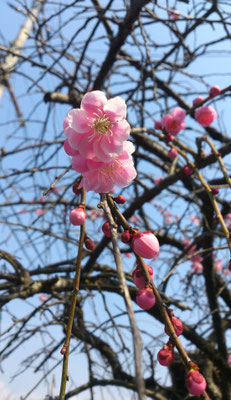 ～  紅梅  ～　春一番を 待っている♪　(2022.3.2) (c) Yukie Arai