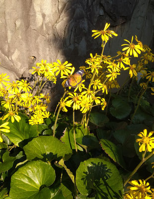 ～  石蕗と蝶  ～　実家の庭の 午後3時☆... 　　(2024.11.4) (c) Yukie Arai