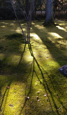 ～  苔と落葉  ～　　＊照千一隅＊　大原三千院にて...☆　　(2023.11.25) (c) Yukie Arai