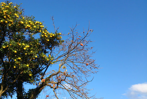 ～  青葉と枯木  ～　どちらも甘い実♪  　(2022.10.29) (c) Yukie Arai