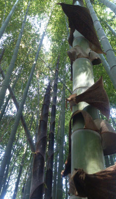 ～  竹の子  ～  どの子もすっかり  私の背をこしていた☆...　(2017.5.30) (c) Yukie Arai