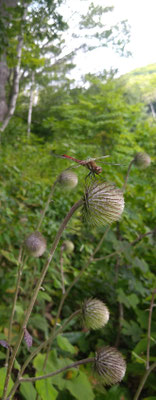 ～  湖岸にて  ～　ゆれる 赤トンボ♪　　(2025.8.25) (c) Yukie Arai