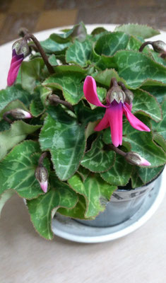 ～  仕事場のシクラメン  ～　昨日のつぼみが  hello～☆とひらきはじめた　(2018.12.13) (c) Yukie Arai