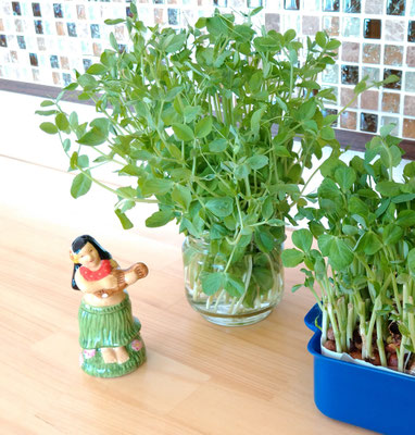 ～  免疫力up  ～　my豆苗  食用＆観賞用♪　(2020.3.13) (c) Yukie Arai