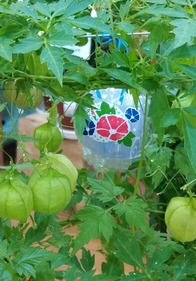 ～  朝顔と風船かずら  ～ 　一緒に ゆれる♪ 　 (2021.8.21) (c) Yukie Arai