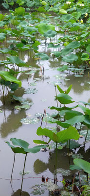 ～  蓮 ～　雨音を聴く♪  傘のなか　　(2020.7.1) (c) Yukie Arai