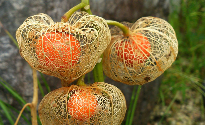 ～  ほおずき  ～　晩秋の灯火☆...　(2018.11.20) (c) Yukie Arai