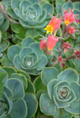 ～  サボテン  ～    花 は 花　葉 も 花   (2016.6.20) (c) Yukie Arai