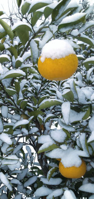 ～  降り積もる  ～　綿帽子☆...  　(2025.1.10) (c) Yukie Arai