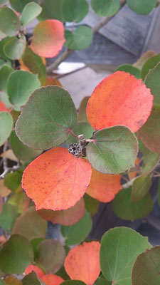 ～ ☆ green × orange ☆ ～  葉っぱたちも 衣替え…★ (2014.10.7) (c) Yukie Arai