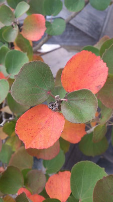 ～ ☆ green × orange ☆ ～  葉っぱたちも 衣替え…★ (2014.10.7) (c) Yukie Arai