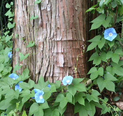 ～  昼顔  ～     9月の 空の色♪  (2019.9.5) (c) Yukie Arai