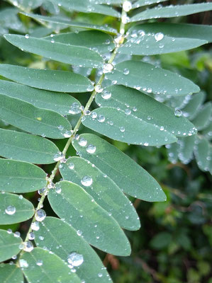 ～  雨粒 ～　。まんまる。♪。。  　　(2020.7.9) (c) Yukie Arai