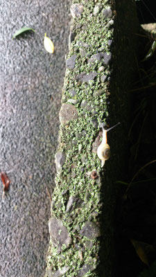 ～  道  ～  光と影で できている...☆..　(2017.6.22) (c) Yukie Arai