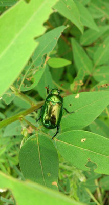 ～ green☆ green☆ ～ 「 Hello～ 」  「 Hello～ 」と、私も手をふった♪ (2014.7.17) (c) Yukie Arai