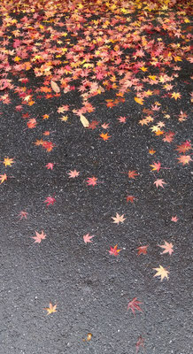 ～ 降りそそぐ  ～　私の足もとまで☆・・・ 　(2020.11.30) (c) Yukie Arai