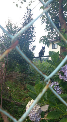 ～  金網と紫陽花と  ～    のぞいた つもりが   のぞかれて ました ☆...   (2016.6.28) (c) Yukie Arai