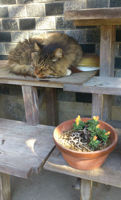 ～  おひるね  ～  11月の陽からの花と ねこ☆...　(2017.11.6) (c) Yukie Arai