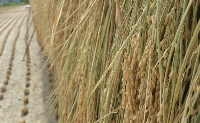 ～  稲  ～     まもなく 新米♪  (2019.9.26) (c) Yukie Arai