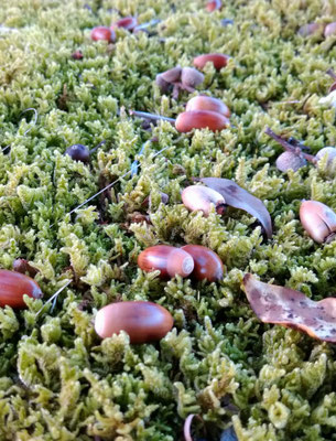 ～  モスグリーン絨毯  ～ 　ドングリと たわむれる♪ 　 (2021.11.17) (c) Yukie Arai