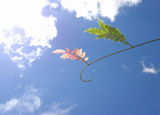 ～ 7月の空に ～  一服の 清涼剤・・・♪ (2015.7.14) (c) Yukie Arai