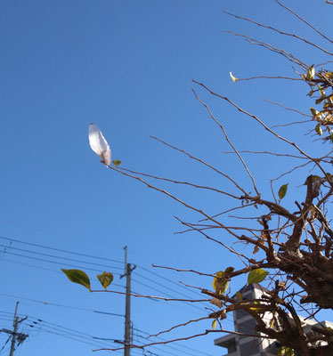 ～  12月の羽  ～　　枯枝に フワリっ♪　　(2023.12.13) (c) Yukie Arai