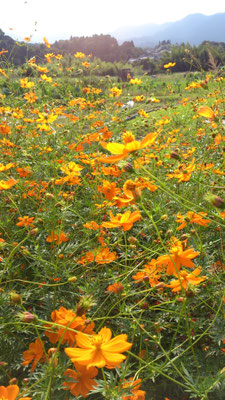 ～  黄花コスモス  ～　無限に飛び交う オレンジいろ ♪　 (2016.11.3) (c) Yukie Arai