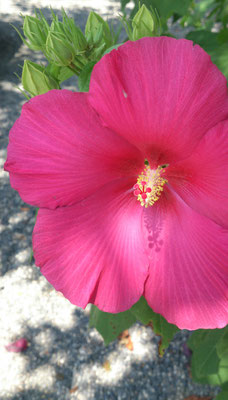 ～ 芙蓉 ～　木もれ日に 赤く  一日花。　 (2016.8.18) (c) Yukie Arai