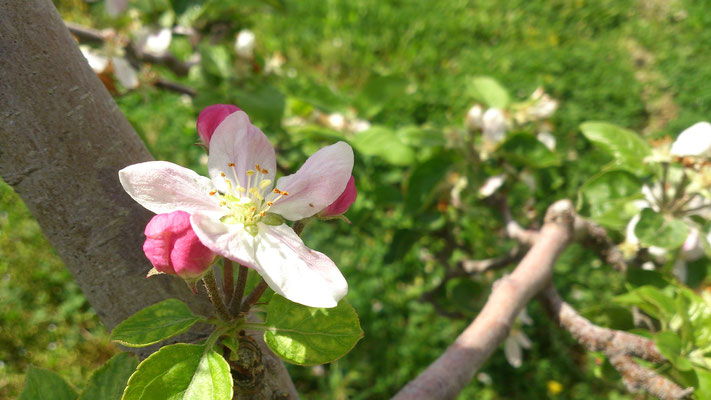 リンゴの花咲くふるさとでリフレッシュ♪　(2017.5.8) (c) Yukie Arai
