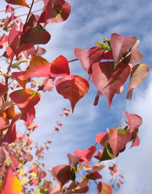 ～  カマキリも...～　紅葉狩り☆彡  　(2022.11.14) (c) Yukie Arai