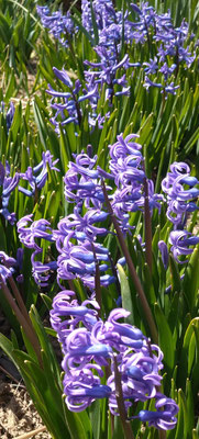 ～  大地から  ～　春到来  紫の道♪  　(2025.4.5) (c) Yukie Arai