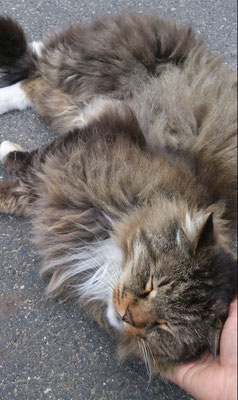 ～  かじかむ手は...  ～     モフモフで  暖をとるっ♪　(2019.12.4) (c) Yukie Arai