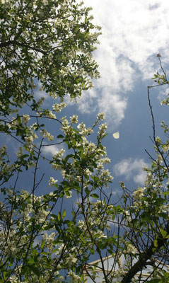 ～  青空へ  ～    はなびら  １枚  フワリっ ♪   (2016.4.24) (c) Yukie Arai