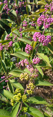 ～  紫式部  ～　秋へと色づく君へ☆... 　　(2024.9.9) (c) Yukie Arai