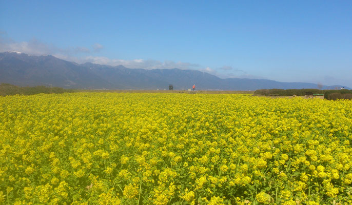 ～  イエロー☆マジック  ～　黄色をくぐり抜ければ  青き琵琶湖♪ 　(2018.3.10) (c) Yukie Arai