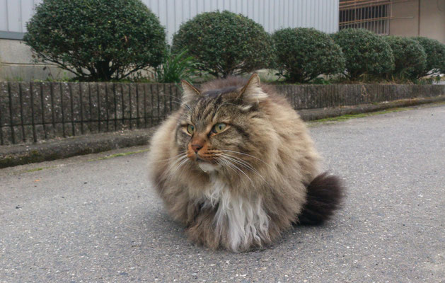 ～  寒さ∝丸さ  ～「 ふとった？」「 おまえもな！」ニャ～～～っ☆   (2016.1.24) (c) Yukie Arai