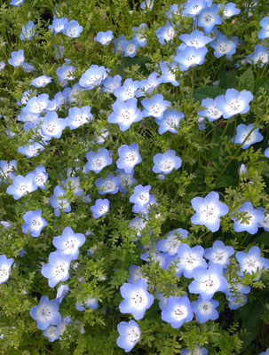 ～  空色  ～　春風にゆれる♪  　(2023.4.23) (c) Yukie Arai