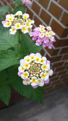 「よっ！たーまやぁ～」 小さな花の色を変化させながら、次々と咲いてゆく ランタナ。キュートに弾ける☆元気玉☆ (2013.7.17) (c) Yukie Arai