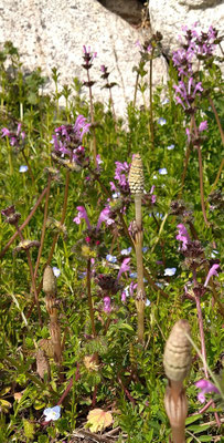 ～  Grow up  ～ 　つくしんぼ♪～　 (2021.3.8) (c) Yukie Arai