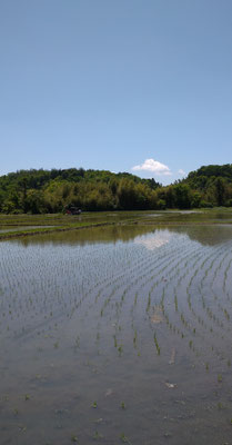 ～  田植えあと  ～　ぽっかり 雲ふたつ ♪♪　　(2020.5.11) (c) Yukie Arai
