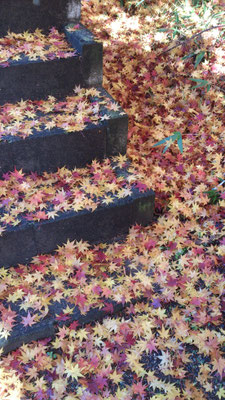 ～  冬へ  ～　モミジの階段 かけあがる～☆　 (2016.12.7) (c) Yukie Arai