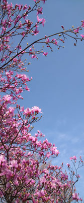 ～  気分上々  ～　春空に 山ツツジ♪  　(2022.4.8) (c) Yukie Arai