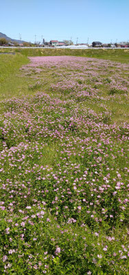 ～  レンゲ草  ～ 　川の流れのように♪　 (2021.4.27) (c) Yukie Arai