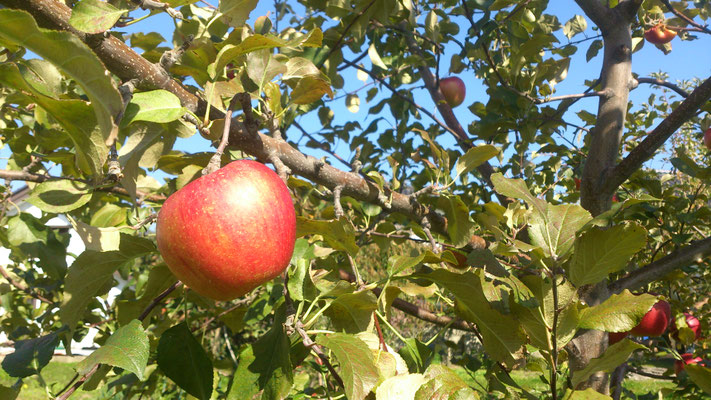 ～  長野産  ～　本日も晴天なり～♪　(2018.10.26) (c) Yukie Arai