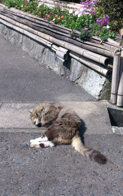 ～  春眠  ～   熟睡中。。。Zzz......　(2017.4.19) (c) Yukie Arai