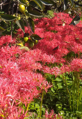 ～ レッドカーペット  ～　呑みこまれそうな 青い柿...☆ 　(2020.10.2) (c) Yukie Arai