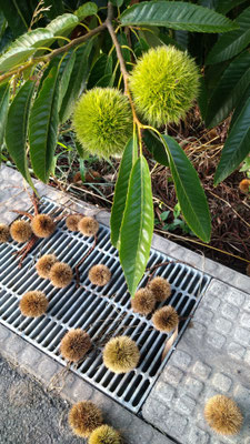 ～  青と茶  ～　夏から秋へ☆...　　(2025.9.17) (c) Yukie Arai